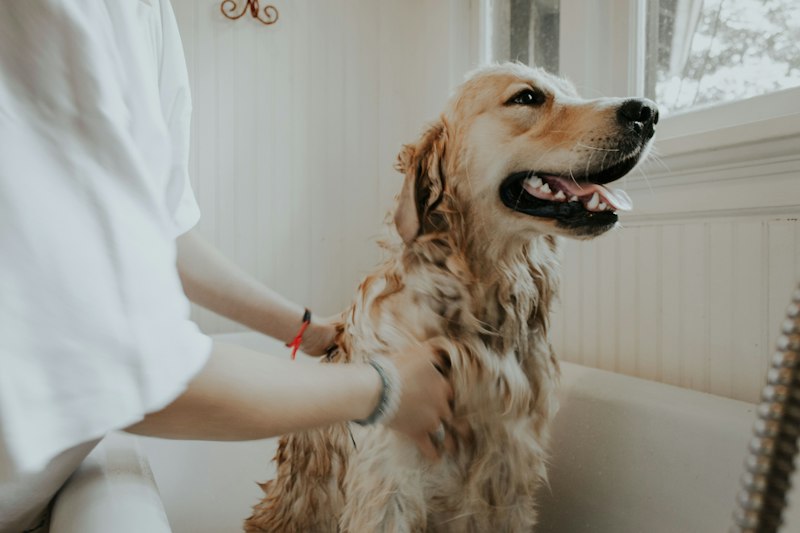 Full Grooming Package